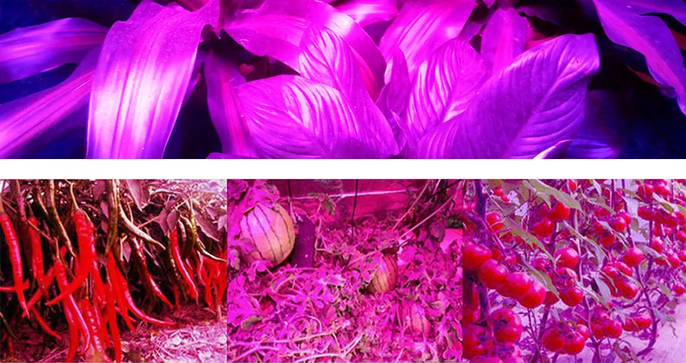 Plant Grow LED Light Bulbs COb Chip 50W 220V AC Lighting Source Full Spectrum Driverless LED Lights for Plants Growing 11040mm (14)
