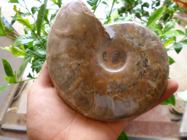 Best Price 653g(1.43 lb) Natural Ammonite Specimen Shell Fossil Madagascar BFF033