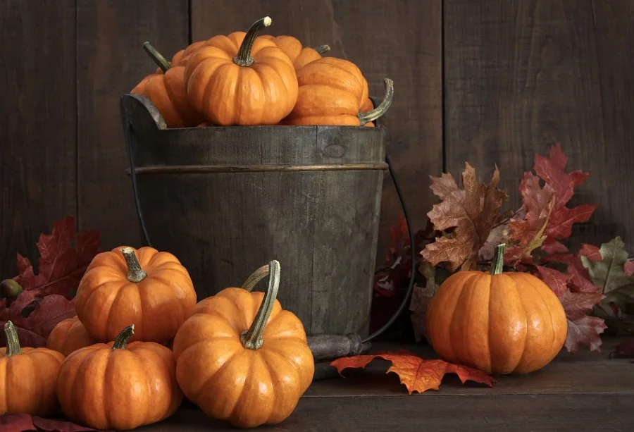 

Laeacco Thanksgiving Day Photography Backdrop Pumpkin Wooden Board Scene Baby Photographic Background Photocall For Photo Studio