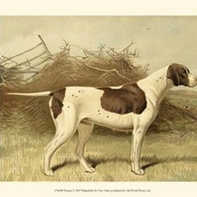 Pointer Poster Print by Vero Shaw (13 x 10)