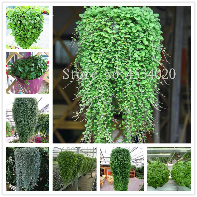 

200 Pcs/Bag Dichondra Repens Bonsai (Emerald Falls) Multi Leafed Grass Bonsai Green Perennial Plant Dichondra Bonsai