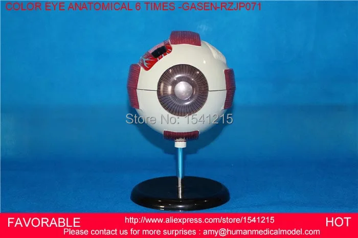 

EYE ANATOMICAL MODEL ,6 TIMES EYE,HUMAN GIANT EYE MODEL, EYEBALL STRUCTURE MODEL,EYEBALL ANATOMICAL MODE-GASEN-RZJP071
