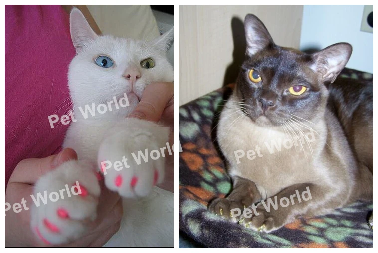 200 pcs/lot Pet  Cat Finger Grooming Floor Protect  Cat Nail Caps Claw Control Soft Paw Caps XS,S ,M,L 4