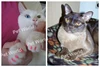 200 pcs/lot Pet  Cat Finger Grooming Floor Protect  Cat Nail Caps Claw Control Soft Paw Caps XS,S ,M,L 4