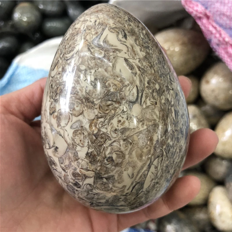 

DHX SW natural madagascar dinosaur egg bone fossil sphere egg specimen gemstone mineral dragon bone ball egg dinosaur stone egg