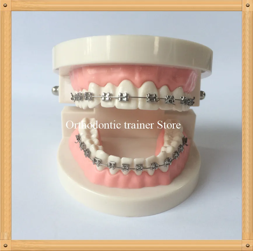 

Dentistry Education teeth Model/Orthodontic teeth model/Adult Dental Orthodontic teeth model/Dentist comminication teeth model