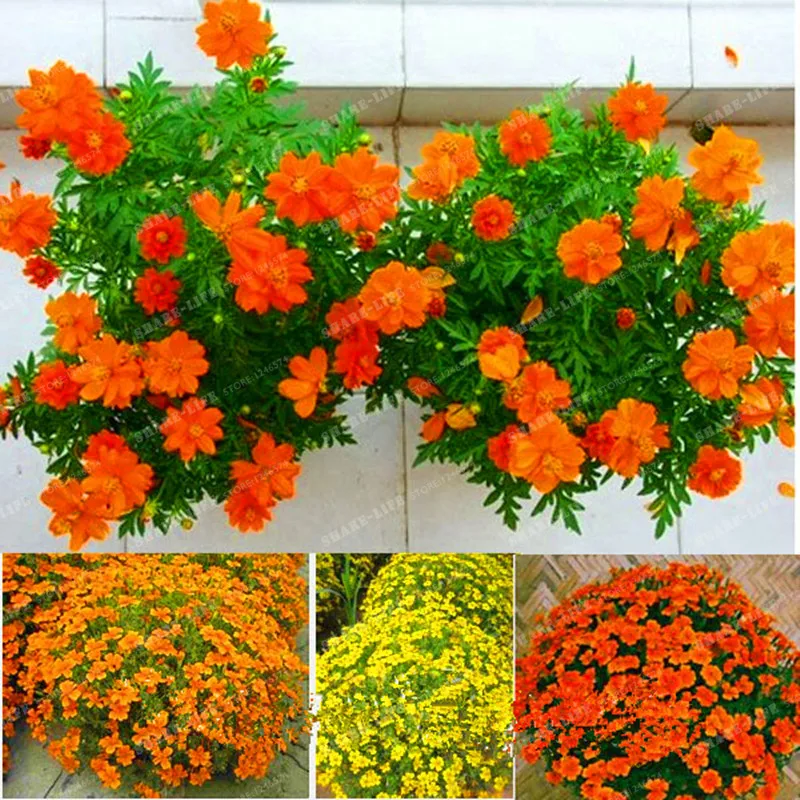 

100 Particles French Marigold Flowers Tagetes Erecta Very Beautiful Bonsai Plant For DIY Home & Garden Free Shipping