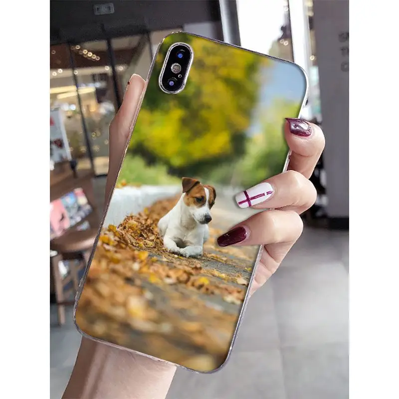 Jack Russell Terrier Dog