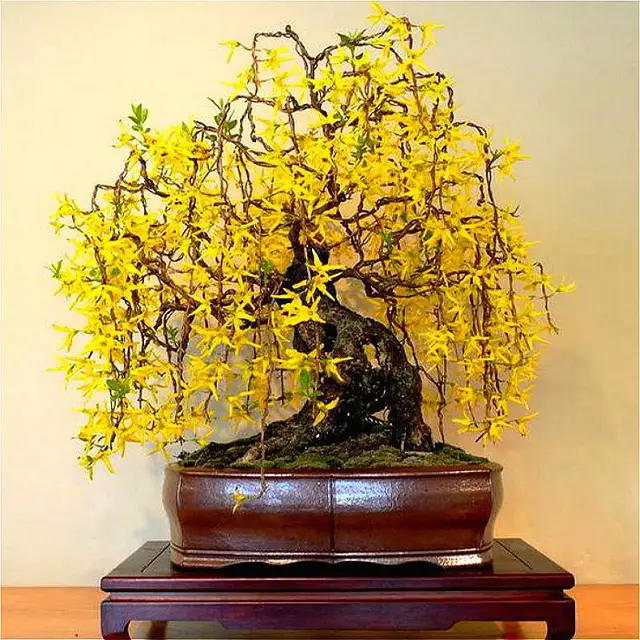 30pcs Golden Hair Hanging Plants Seed White Wattle Bonsai Flower Seeds