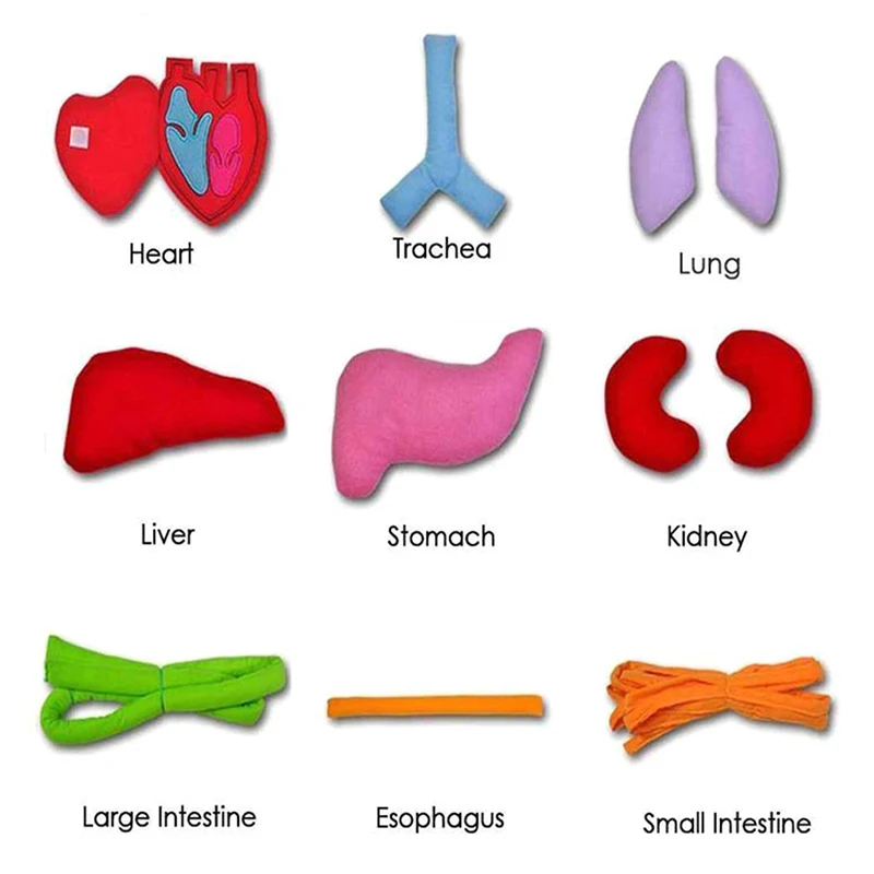 Educational Insights Toys Children Anatomy Apron Human Body Organs Awareness Preschool Science Home School Teaching Aids 2