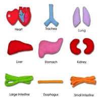 Educational Insights Toys Children Anatomy Apron Human Body Organs Awareness Preschool Science Home School Teaching Aids 2