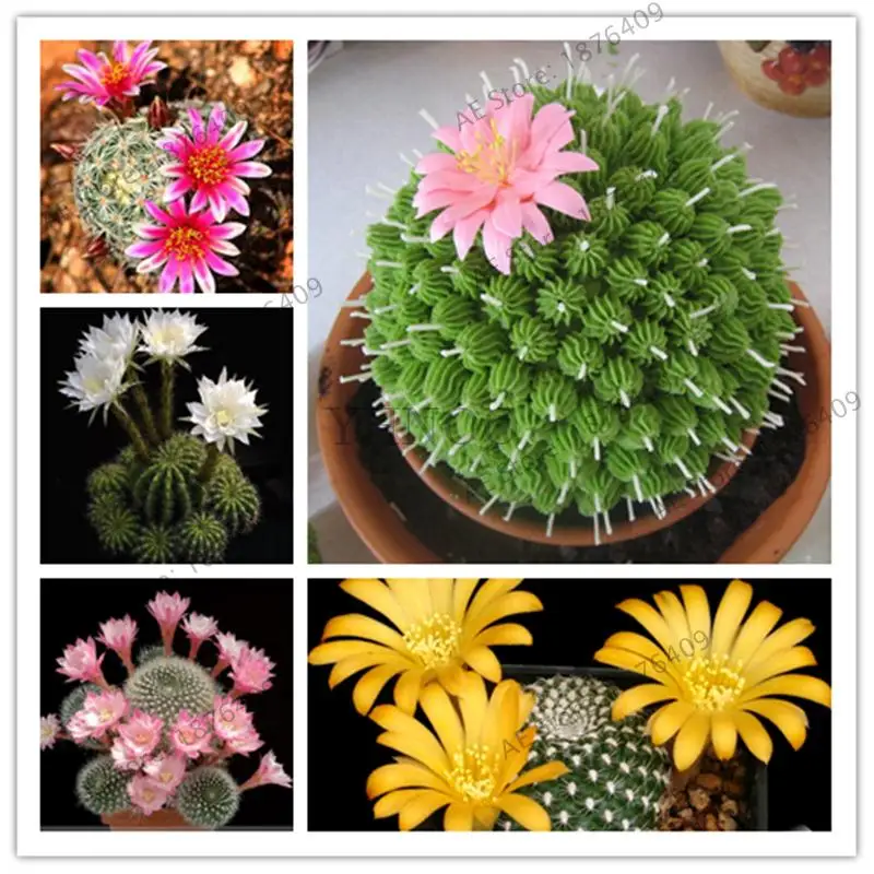 

500pcs Colorful Lithops plants Pseudotruncatella Succulentas Raw Stone Cactus bonsai Succulents Potted Flowers