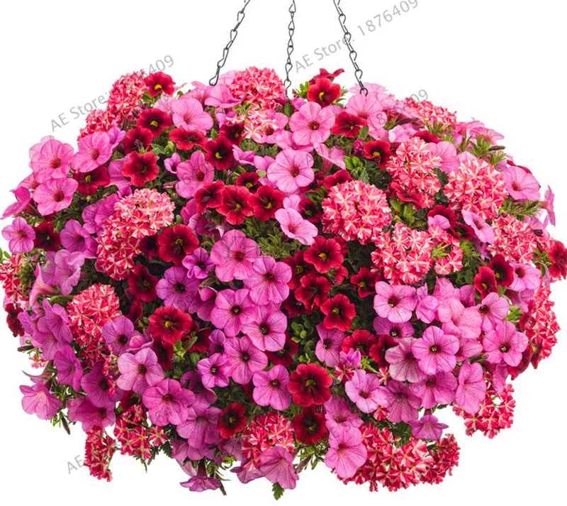 Time Limit!!100PCS Hanging Petunia flores Melissa Original Time Limit!!100PCS Hanging Petunia flores Melissa Original