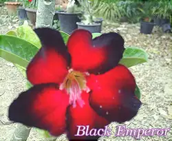 20 semillas-Свежие Редкие "black_emperor" Adenium um semillas-Bonsai Desert Rose Flower Plant semillas *