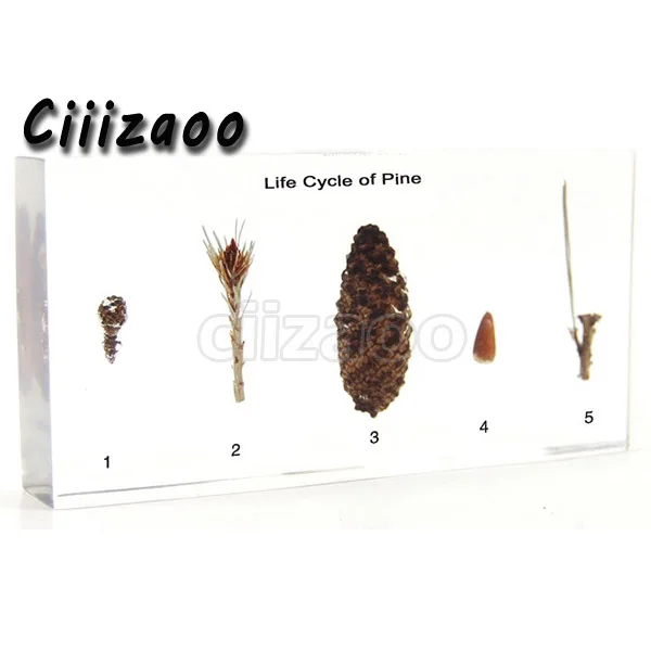 

Life Cycle of Pine Specimen paperweight Taxidermy Collection embedded In Clear Lucite Block Embedding Specimen