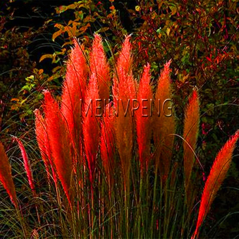 Акция потери! травы Бонсай цветные домашние садовые растения очень красивые цветы растения декоративные 400 шт,# JR8LES - Цвет: 8