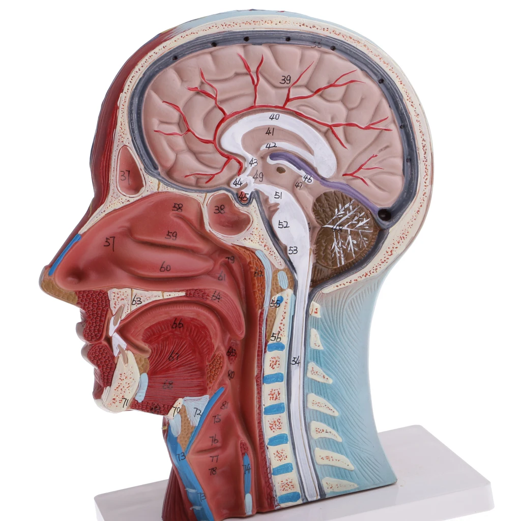 1:1 Human Head & Neck Superficial Muscle Nerve Anatomical Medicine Anatomical Model Kits Median Section Learning School Supplies