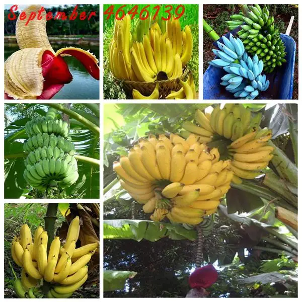 

Big promotion at a lossGenuine 50Pcs Dwarf Banana Bonsai Tree, Tropical Fruit Tree, Bonsai Balcony Flower for Home Planting