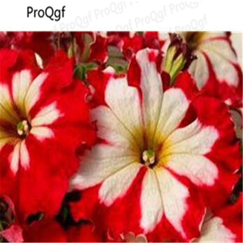 

3000Pcs A Set Morning Glory Flower Bonsai
