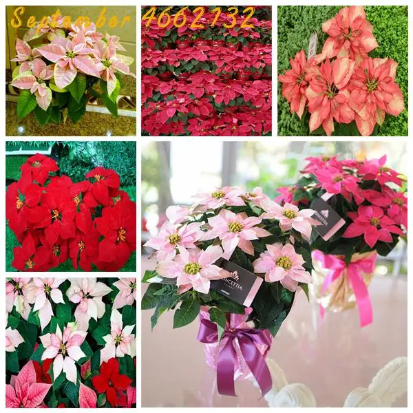 

Lowest Price! 100 Pcs Poinsettia DIY Potted Colorful Bonsai Flower Bonsai Indoor Outdoor Flower Flower Bonsai eds Free shipping
