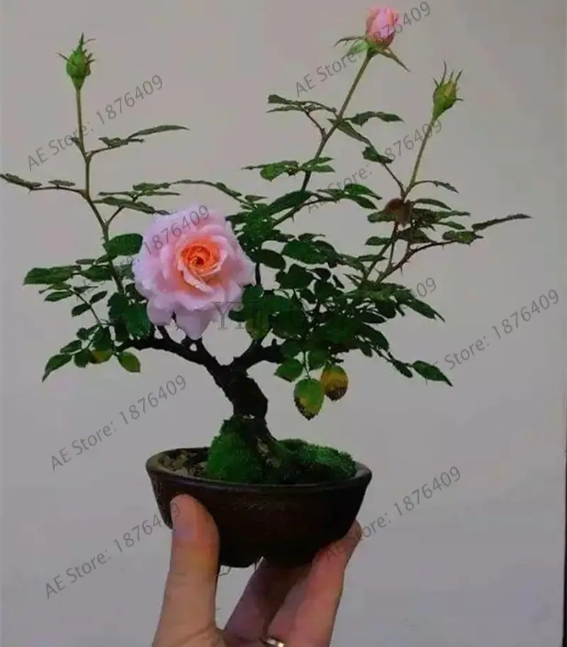 

200 pcs/lot Rare Holland Rainbow Rose Flower bonsai Home Garden Rare Flower plant flores,rose flower seedlings