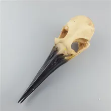 2018 Promotion Real Mrzoot Animal Birds Skull Model Home Decoration Resin Crafts Medical Teach Specimen Personality Gift 2018 Promotion Real Mrzoot Animal Birds Skull Model Home Decoration Resin Crafts Medical Teach Specimen Personality Gift