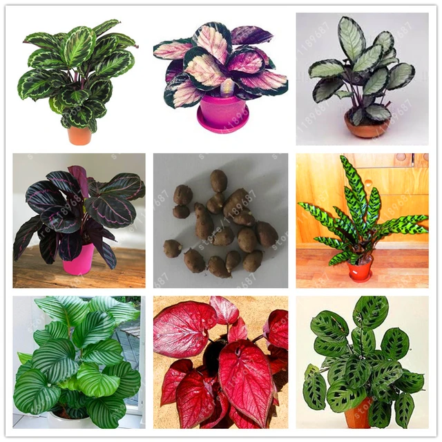 True Caladium Bulb Plants Elephant Ear Bonsai Flower True Caladium Bulb Plants Elephant Ear Bonsai Flower Bulbs Perennial Everygreen