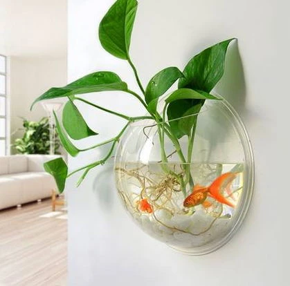 Goldfish In Water Troughs
