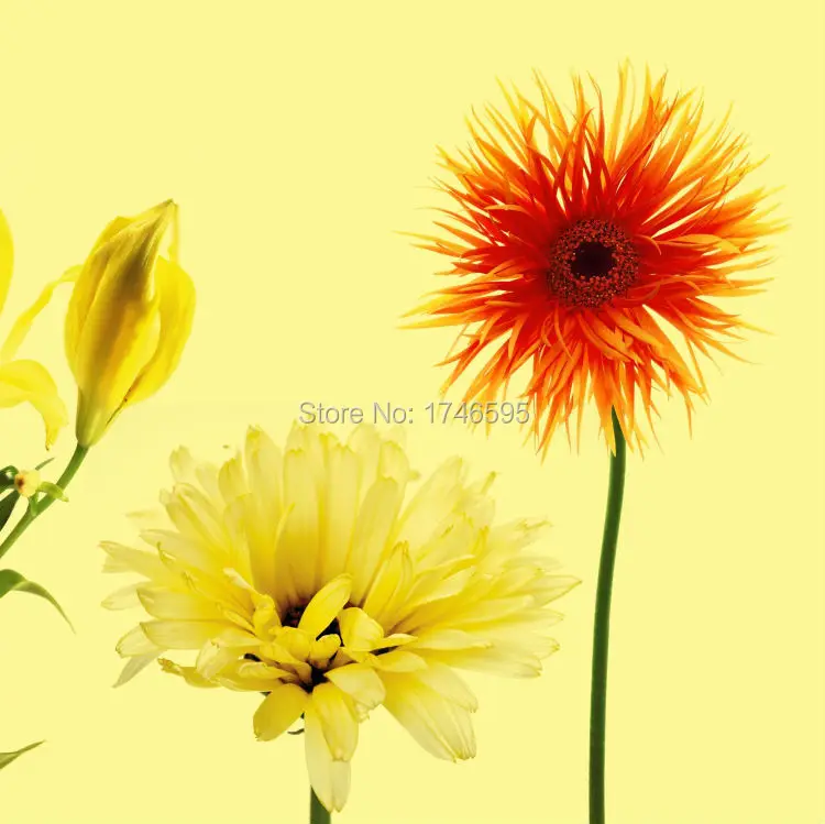 yellow daisy-3