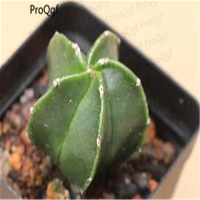 

Ngryise 1Pcs A Set Astrophytum myriostigm Mini Plant