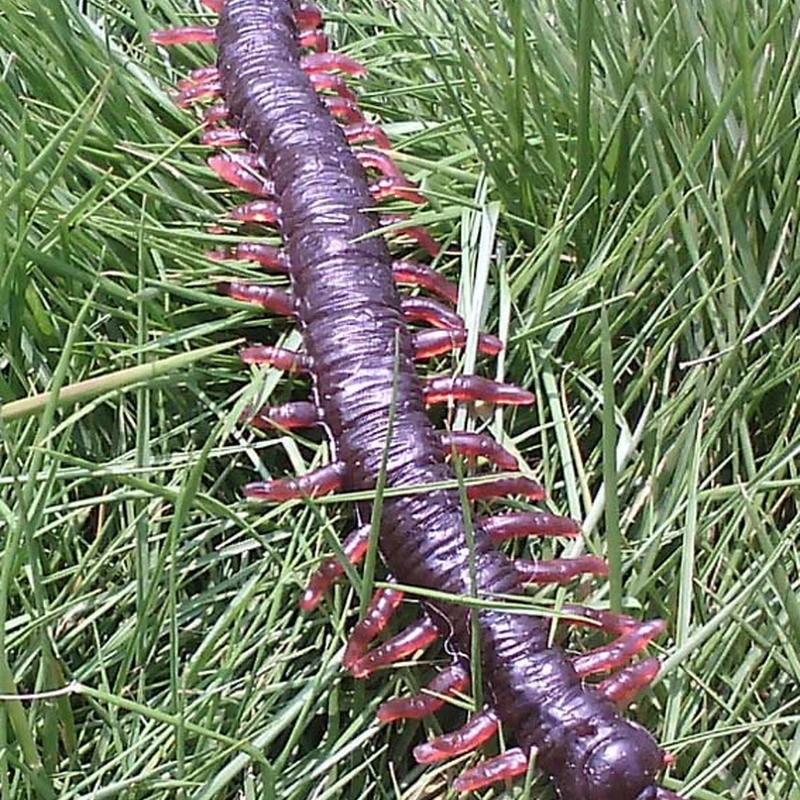 

1pcs Gags Funny Toy Insects Halloween Haunted House Novelty Gadgets Toy Soft Silicone Simulation Centipede Toys For Boys