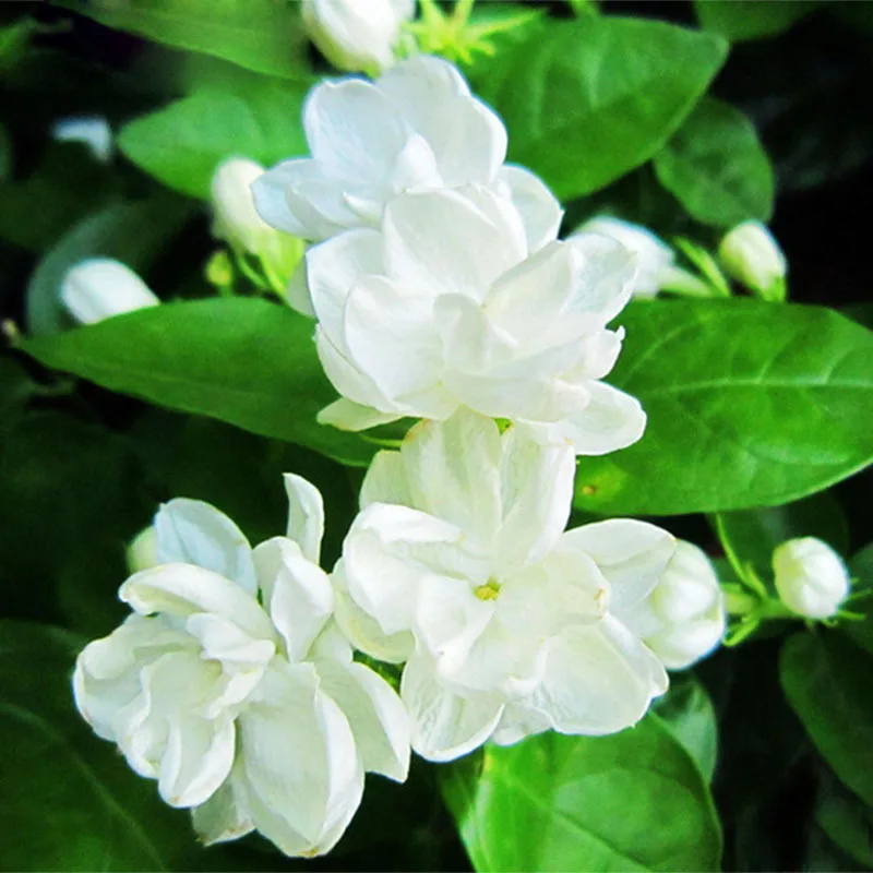 20 pcs/bag White Jasmine Seeds Jasmine Flower Seeds Fragrant Plant