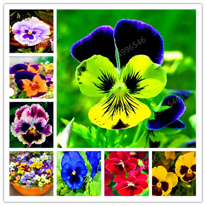 

100 Pcs/Pack Mexican Imported Pansy Bonsai Wavy Viola Tricolor Pansy Flower Bonsai Potted Plant DIY Home & Garden Easy to Grow