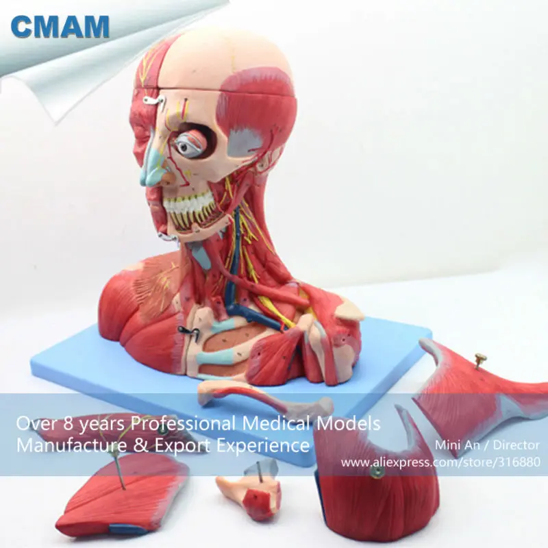 CMAM MUSCLE07 Head and Neck with Vessels Nerves and Brain Medical Model Anatomical Model