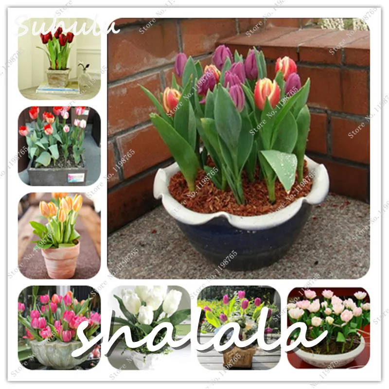

Bonsai Plant 200pcs Tulip flores White Blue Purple mixed color Flower plantas bonsai flower plante colorful plants for home gard