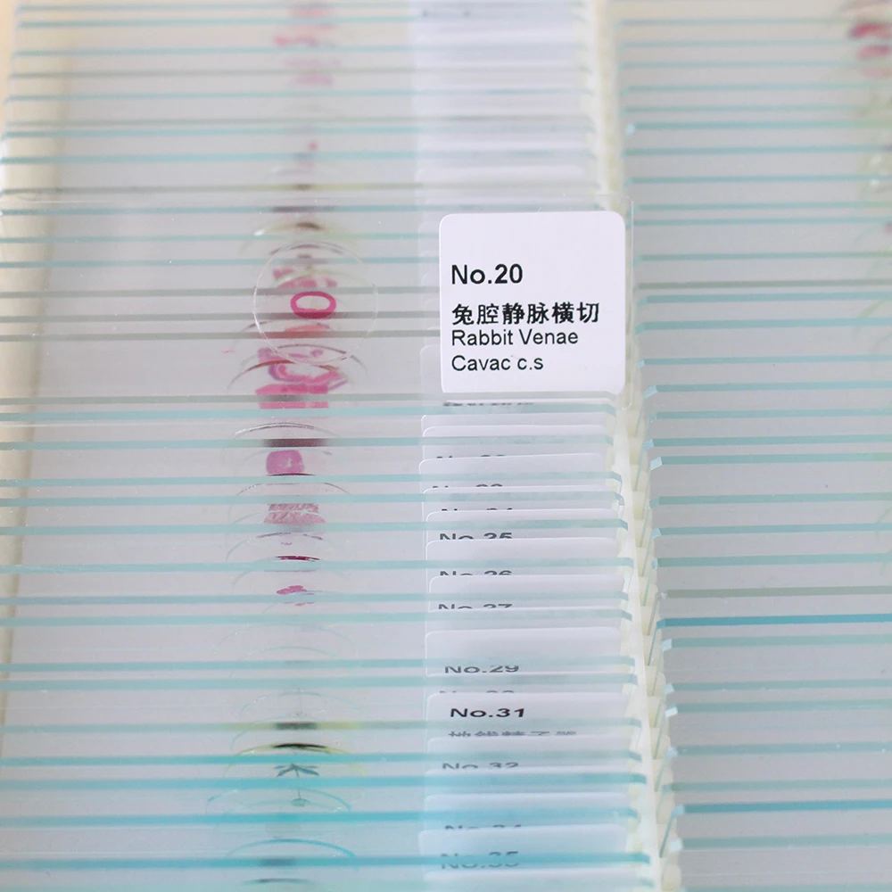 

Biology 50 PCS Prepared Biological Basic Science Microscope Glass Slides School and Laboratory English Label Teaching Samples