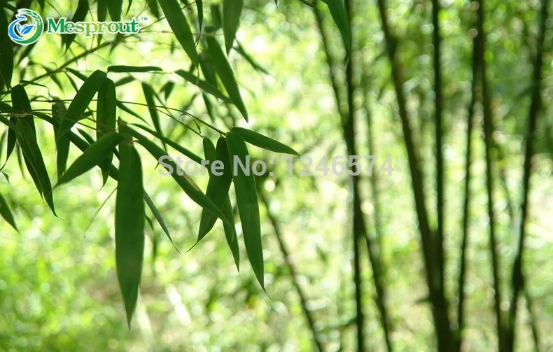 Огромный 100 бонсай гигантский Phyllostachys Pubescens Moso Bamboo бонсай Hardy-Giant