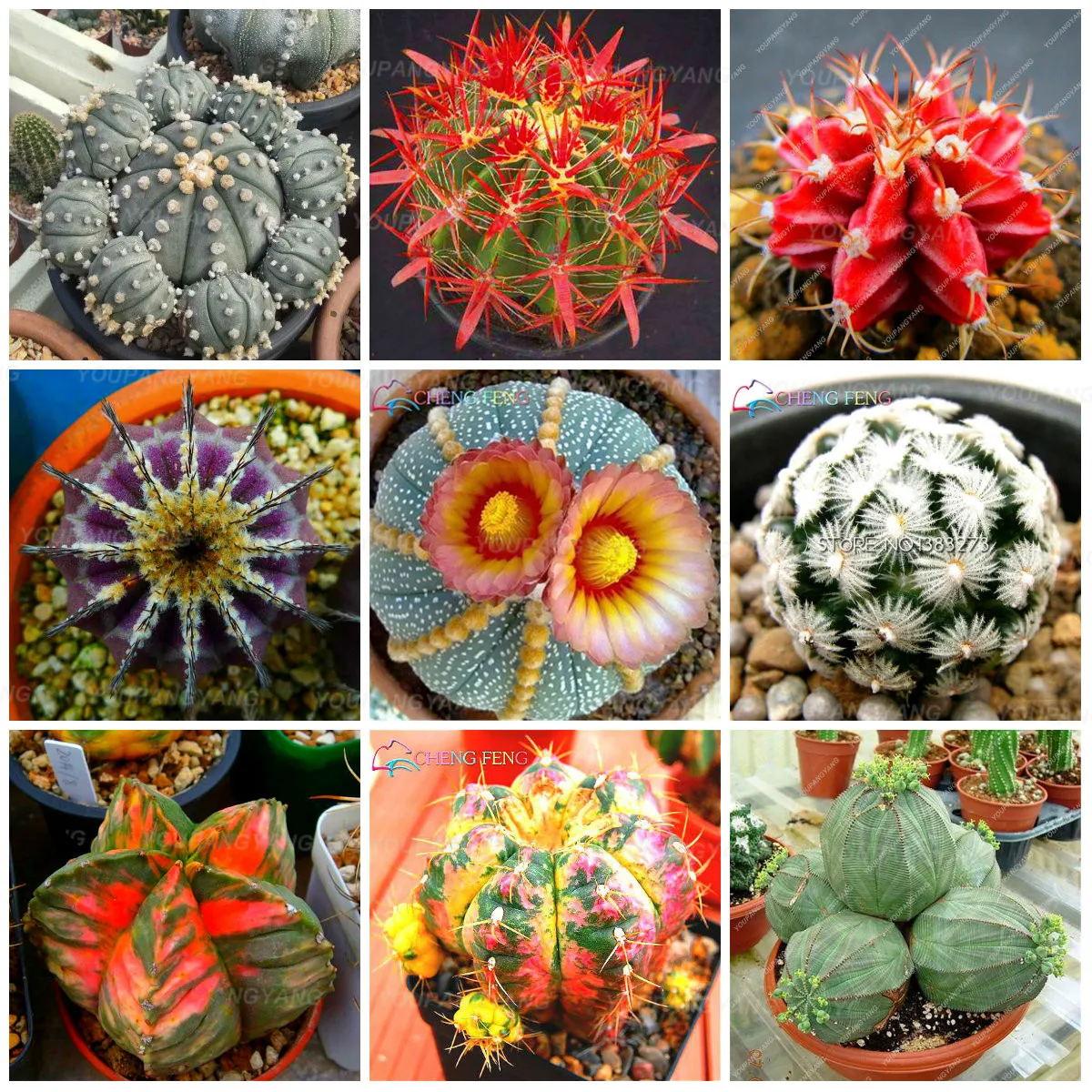 200 шт редкий микс суккулентов камень цветок литопс бонсай дерево Крытый lophophora plantas para jardin для украшения сада 200 шт редкий микс суккулентов камень цветок литопс бонсай дерево Крытый lophophora plantas para jardin для украшения сада