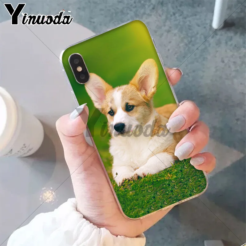 Best friend animal corgi