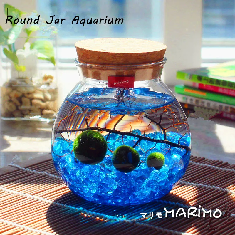 Jar glass aquarium marimo sea kit ball round underwater gravel miniature fan decor led living light polyvore desk gifts office Marimo miniature aquarium kit with 4.4" round jar/marimo ball/glass gravel/sea fan underwater