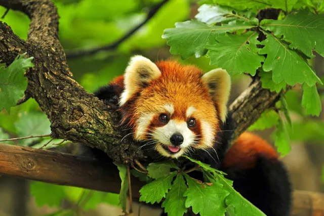Red Panda Branches Foliage Whiskers Panda Panda Roux Red Hair Animal