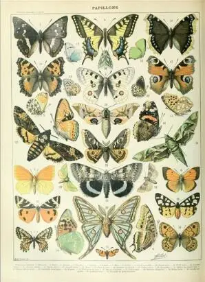 

Insects Butterflies SILK POSTER Decorative painting Wall painting 24x36inch 02