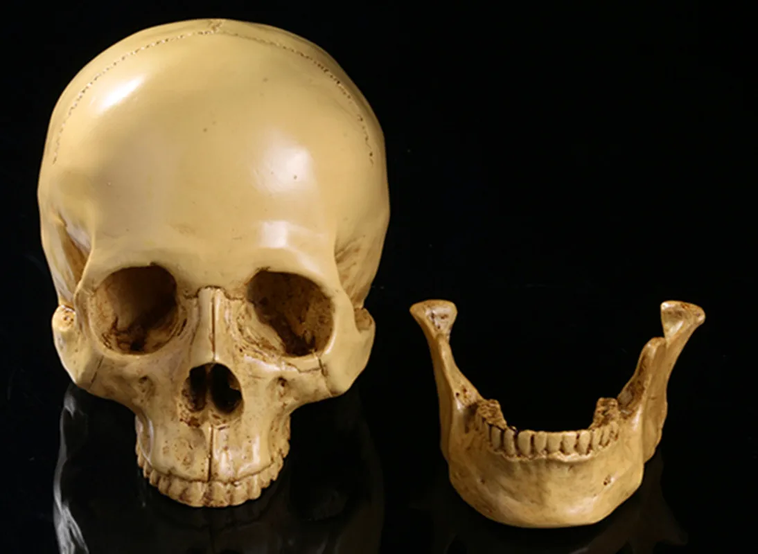 1:1 Human Skull Resin Model Anatomical Medical Teaching Skeleton Yellow