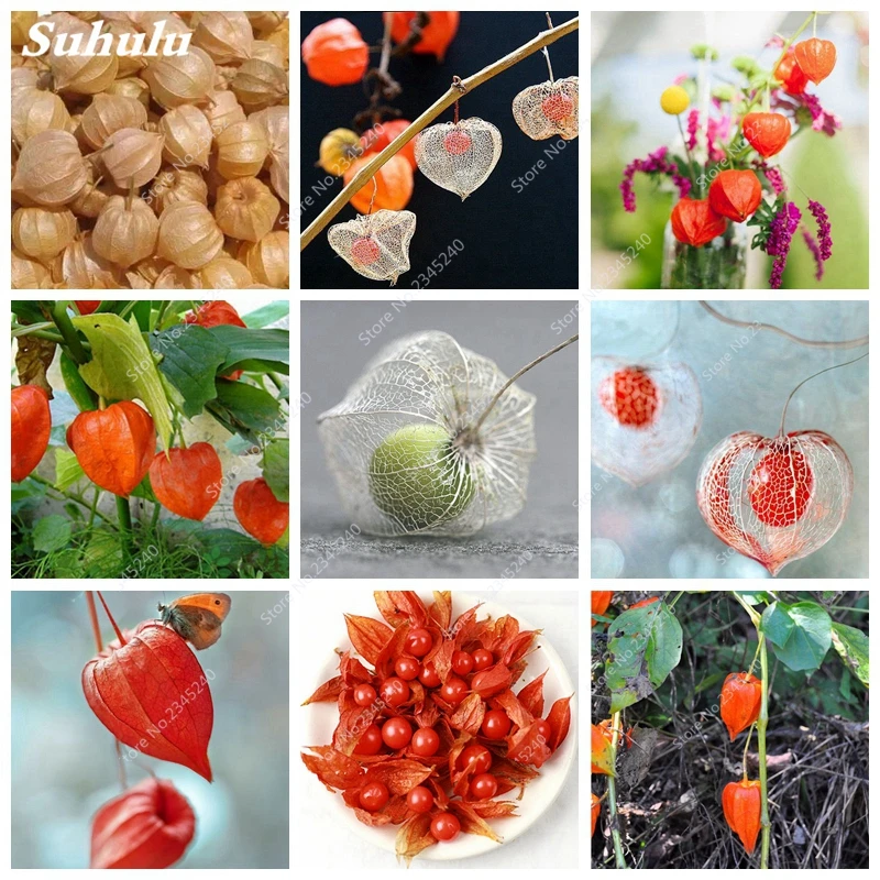 

100 Golden Berry Bonsai Physalis Alkekengi Delicious Fruit Chinese Lantern Gooseberry Home Garden Bonsai Easy Grow Fruit Plant