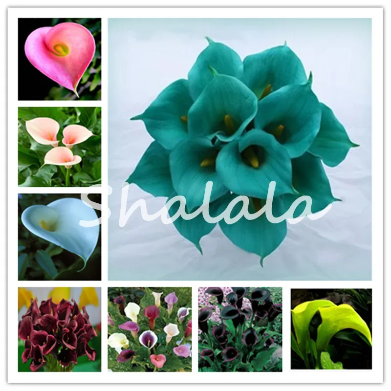 

100 pcs Rainbow Calla Lily bonsai Imported From Holland,Flower Lily palnts,Rare Plants Flowers Home Gardening DIY Garden Supplie