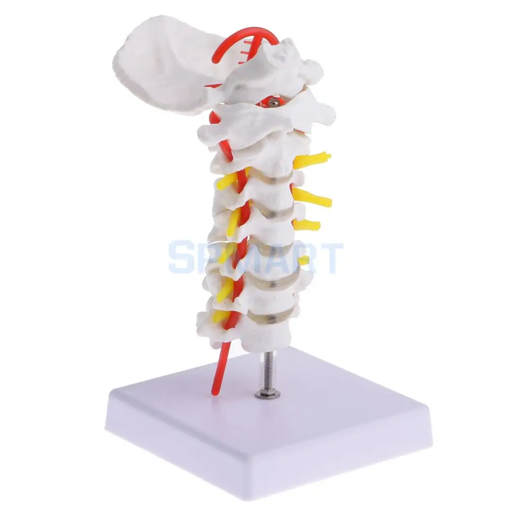 7inch 1:1 Lifesize Human Cervical Vertebra Carotid Artery Flexible ...