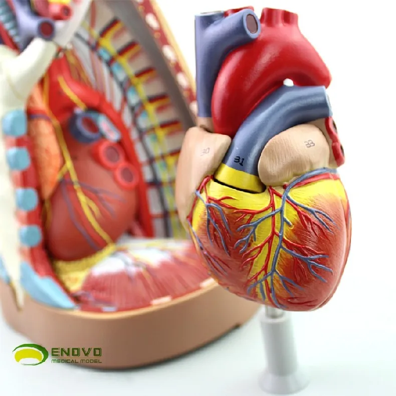 Человеческая медиастина модель Анатомия плевральная система дыхания тимическое сердце медиастина грудная модель хирургии