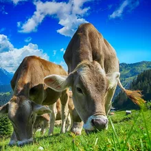 Краска по комплекты номеров для взрослых DIY