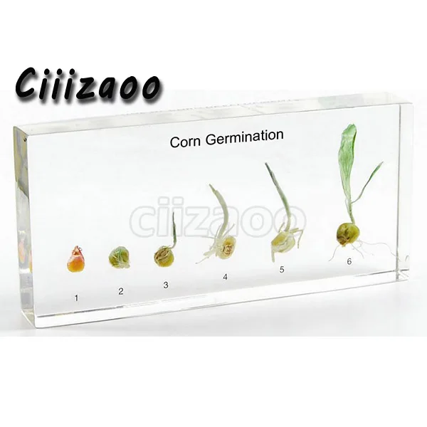 Biology Science Classroom Specimens Collection Corn Germination Specimen 
