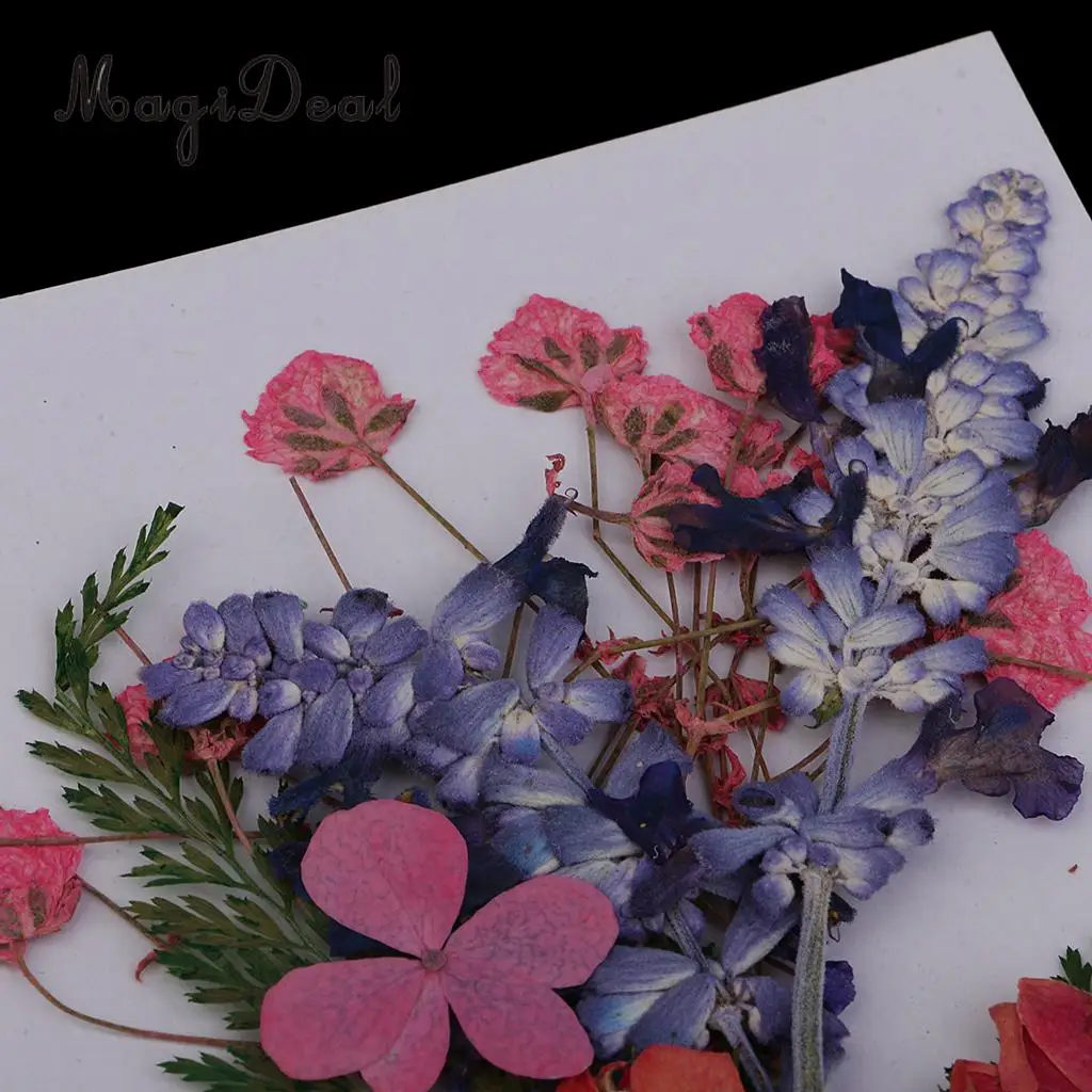 Multiple Beautiful Real Pressed Flower Dried Flowers Press Leaves for Art Craft Scrapbooking Resin Jewelry Phone Case Soap DIY